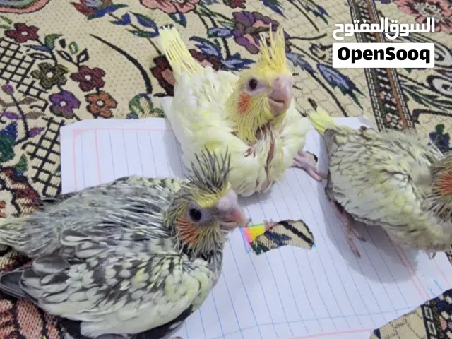 افراخ كوكتيل تاكيل يدوي السعر للفرد 10000نهايه