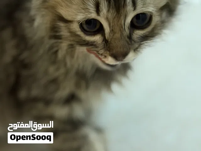 قط للبيع للتواصل ع الرقم