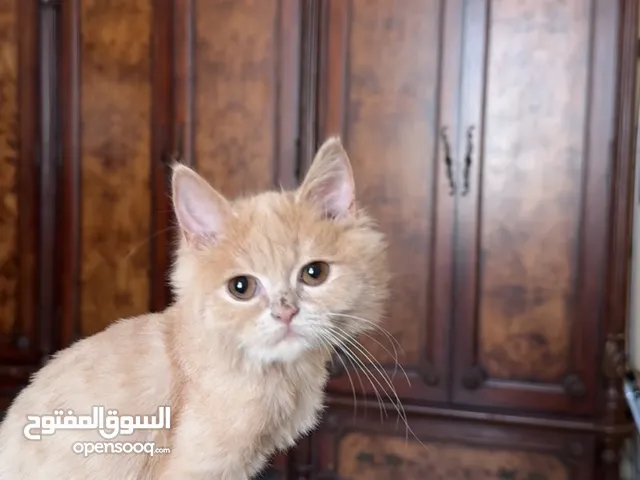 Fluffy Cream Persian Mix Kitten