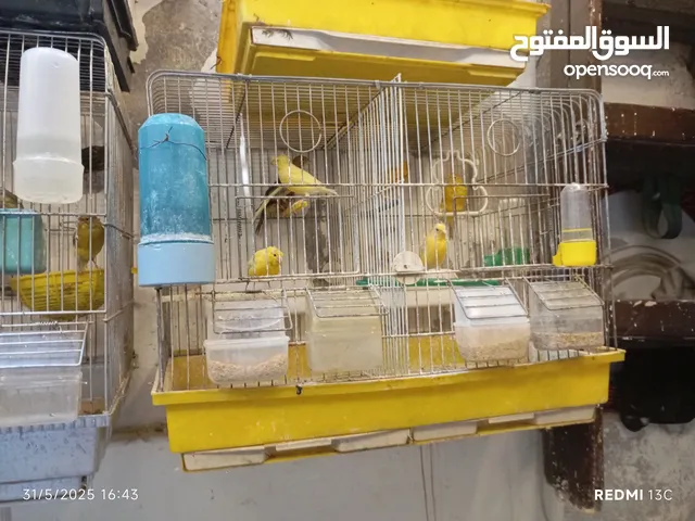 طيور كنارت وببغات للبيع
