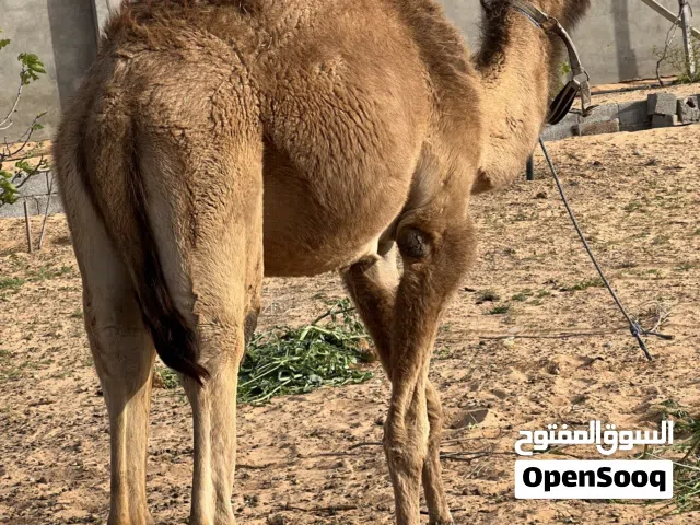 قعود سوداني مجنس على الوطني