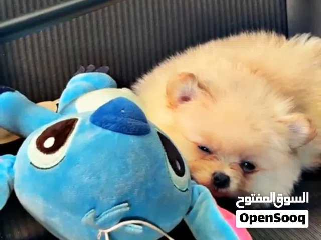 للبيع ذكر بومارينيان