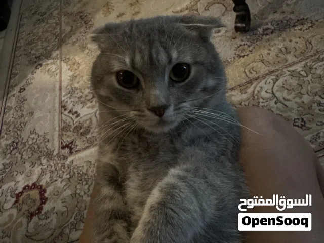 قطه ببلاش سكوتش فولد أليف جداFREE)
