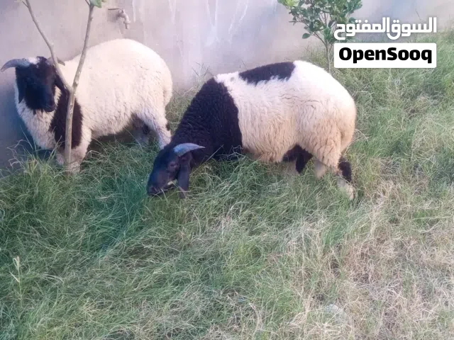 خرفان وطنيات الله يبارك انظافه وسمن الله يبارك