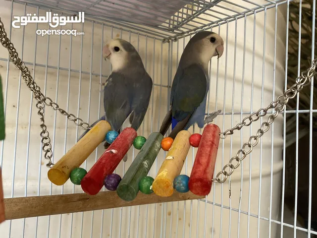 زوج روز جاهز حق انتاج الذكر الازرق وا ابيض وا الانثى الي ليه صوره بروحها العمر حق انتاج