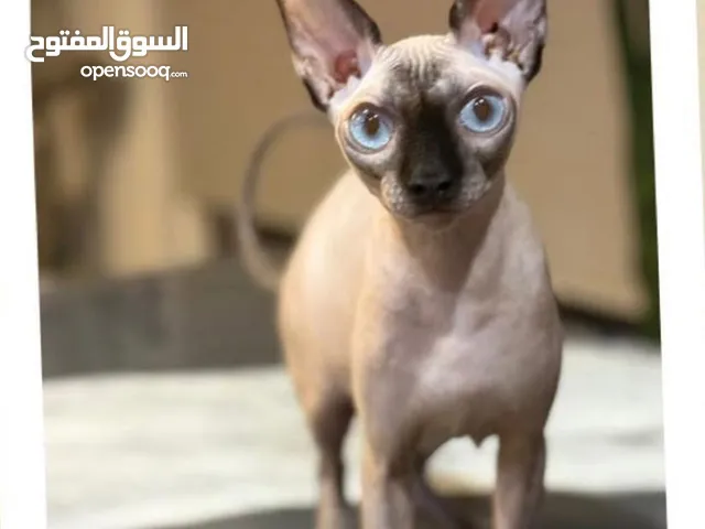 Purebred Sphynx Cat – Friendly and Healthy