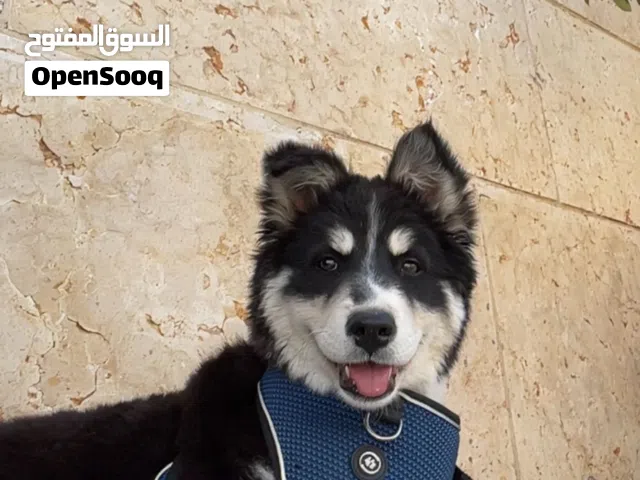 كلب هاسكي العمر ثلاث شهور
