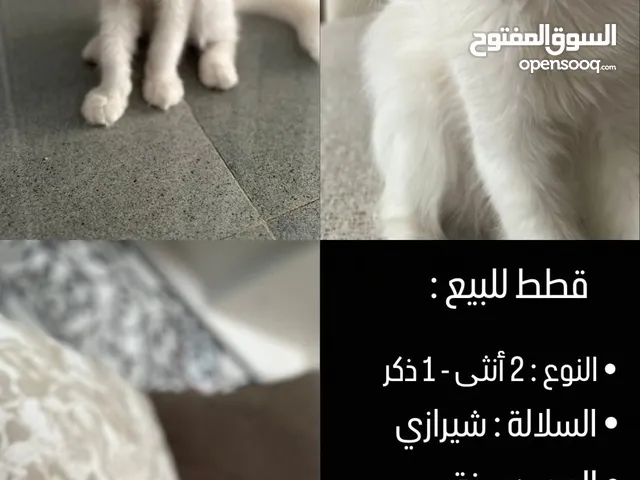 قطه شيرازي