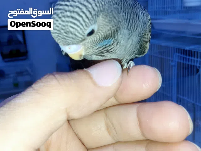 ذكر بادجي بلاك فيس
