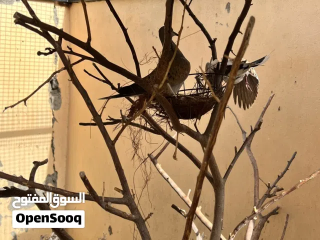 يمام القمري
