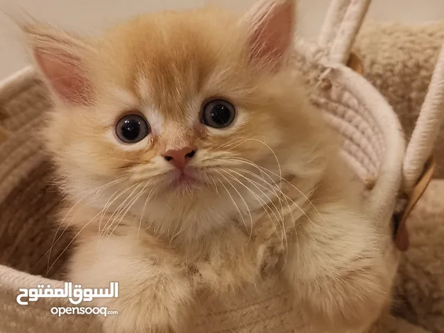 قط  هملايا  عمر 3 شهور ولاده في البيت بصحه جيده ولله الحمد