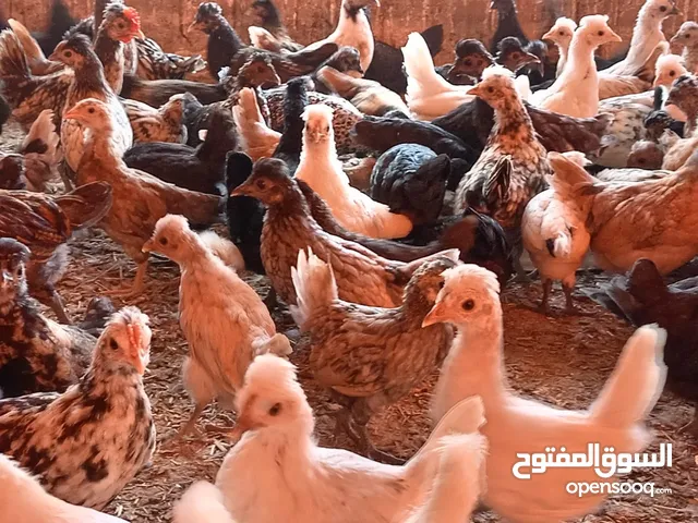 دجاج الكويتي