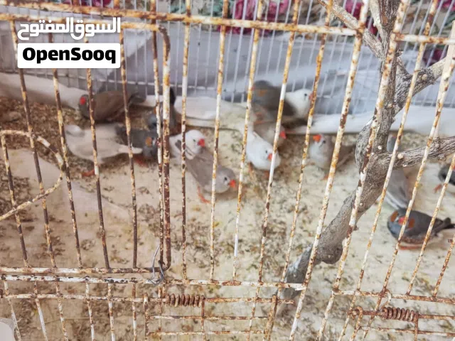 عصافير زيبرا للبيع