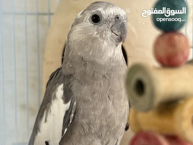 بغبغاء الكوكتيل