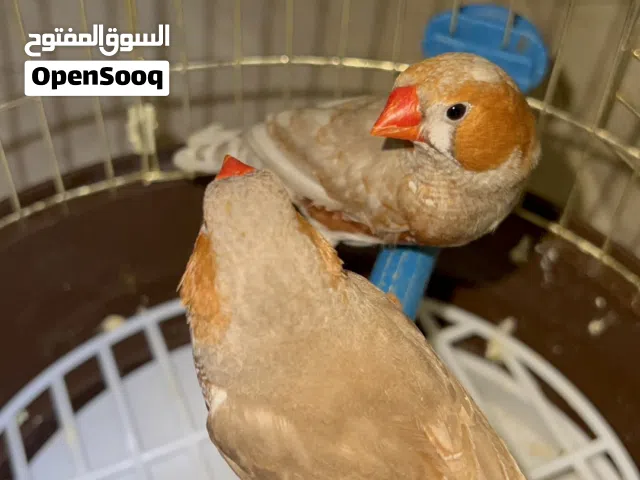 كوبي ات زيبرة كوبي بأربعين الجملة كلهم بمئتين وخمسين