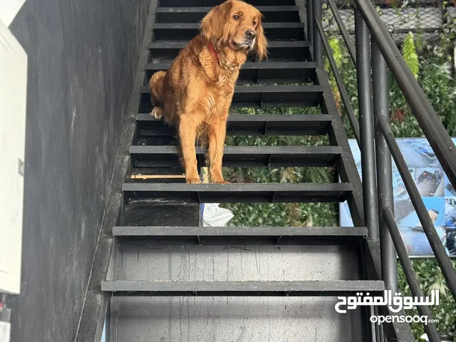 Golden retriever puppy for sale