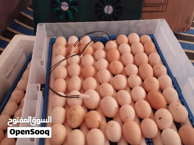 فرصة: دجاج بلدي للتربية أو للأكل