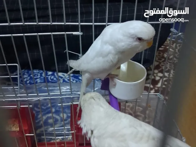 ما شاء الله تبارك الرحمن جوز حب الفحل الابيض البينو والانثاي تكساس