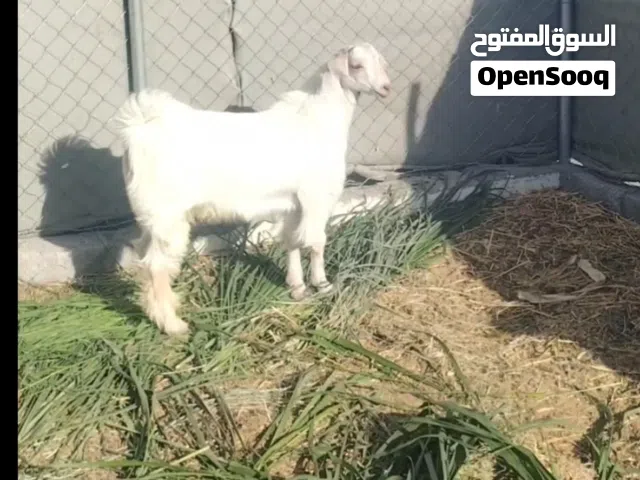 جدي مشروع فحل ناجح مد وشور