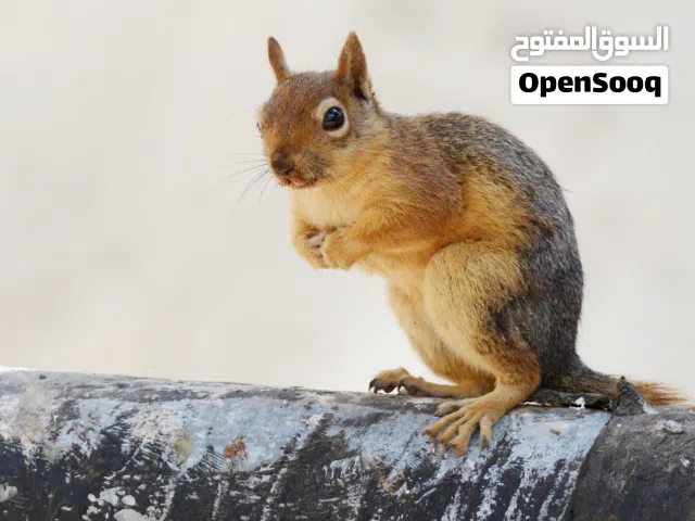 مطلوب مطلوب