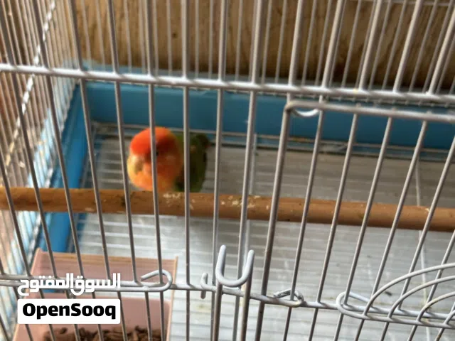 طيور كروان.  اليفه ولعوبه جدا