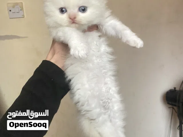 همالايا 600 رسوم