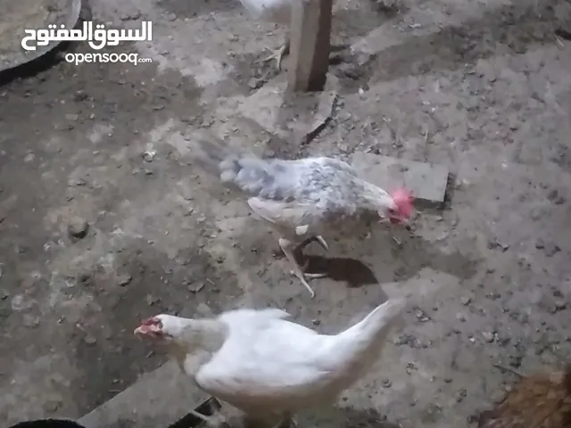 دجاج عرب العدد 10 سود وبيض بياضات