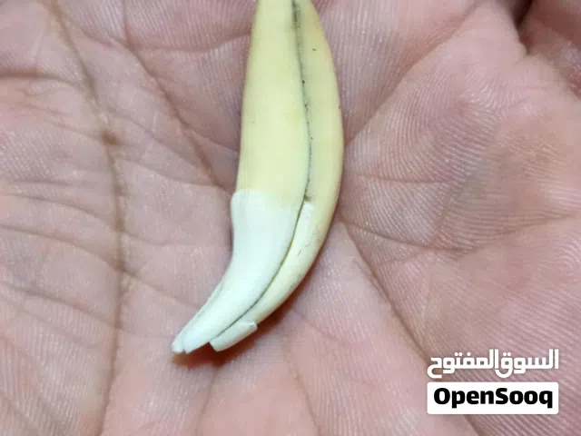 ناب الذئب قديم واصلي