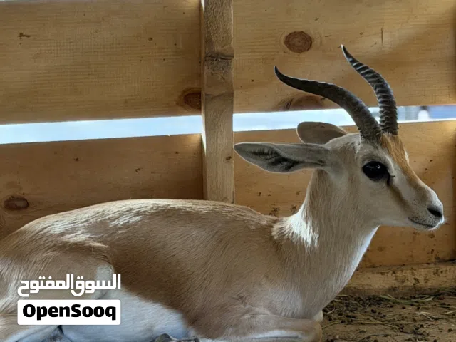 جدي ريم حظيره  هادي تفرج عل فيديو