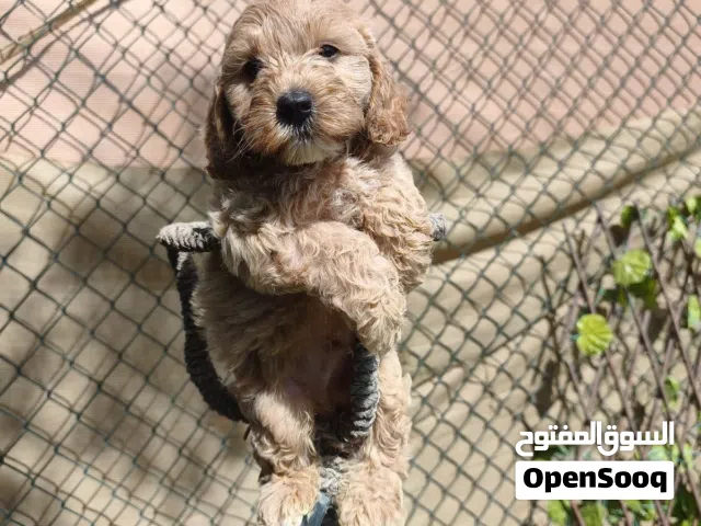 Cockapoo puppy