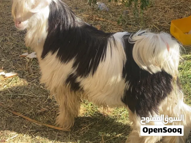 تيس ما يقارب عمره 6 اشهر