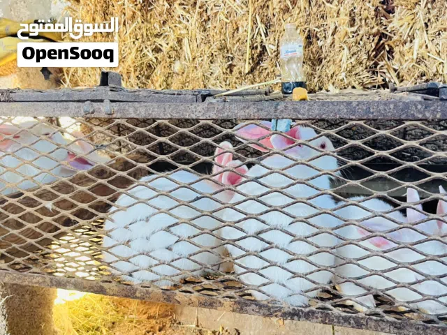 أرانب للبيع اتصل علي الرقم الي في الوصف بس