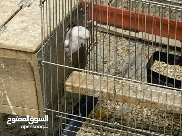 جواز حب و كوكتيل