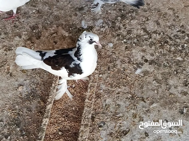 حمام البيع شقلاب
