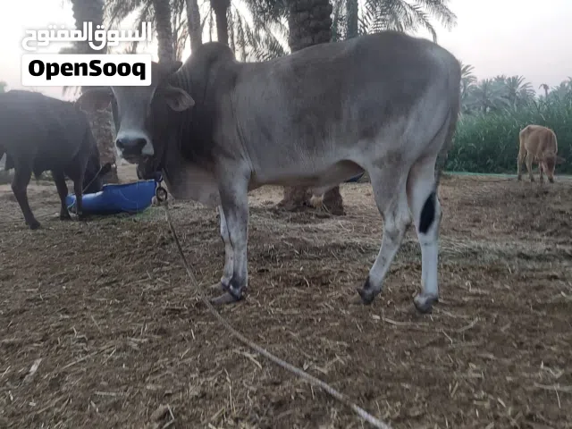 ثور اثيوبي تربية مزارع