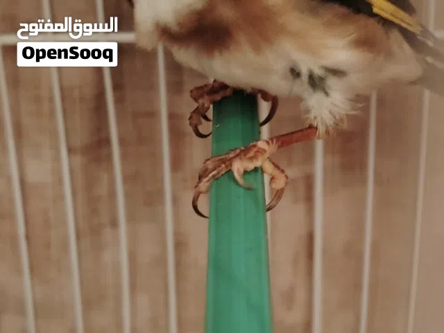 متاح قرديل غوابي الله يبارك