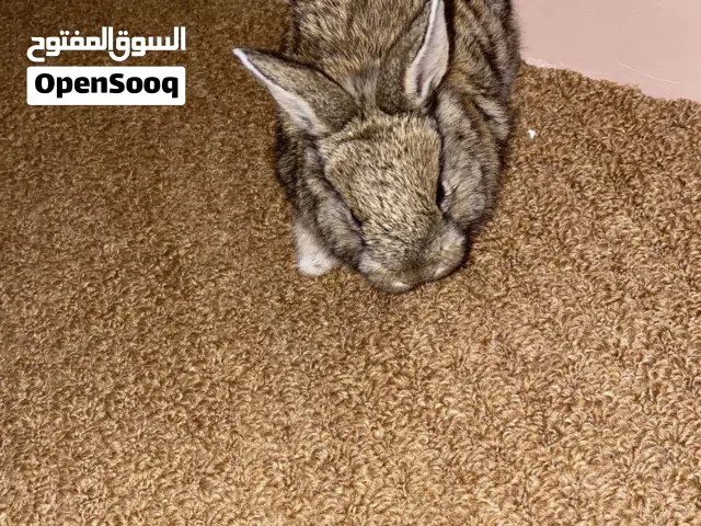 أرنب اللون بني ذكر وأليف ولتربيه المنزليه والبريه