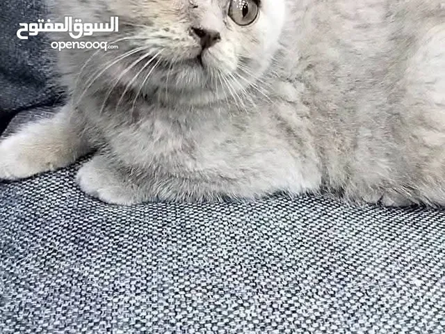 سكوتش فولد بيور ليلكي