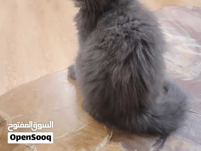 Kitten cat
