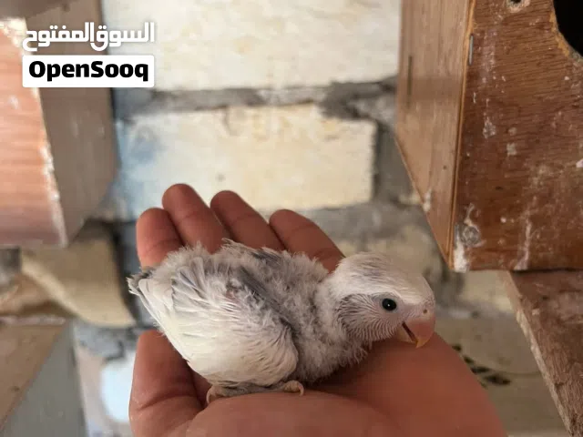 7 طروف ترويض الي بي يروض سعر الطرف 70 جمله معا بعضهم 60 الألوان حلوه