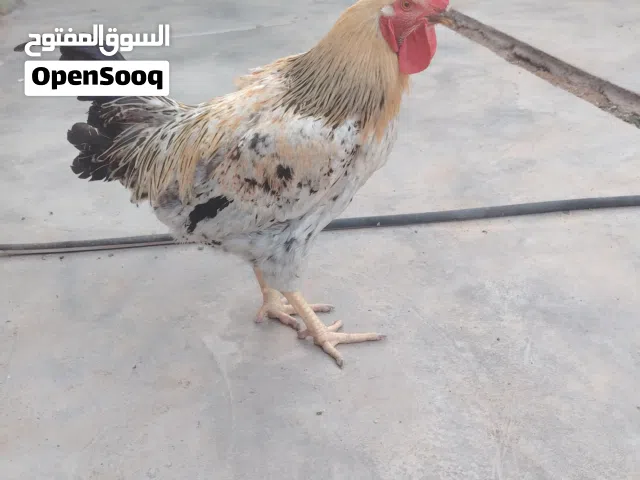 ديوجه عرب للبيع
