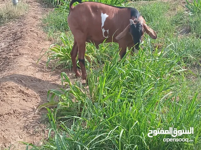 للبيع تيس اثيوبي مطعوم سبع شهور