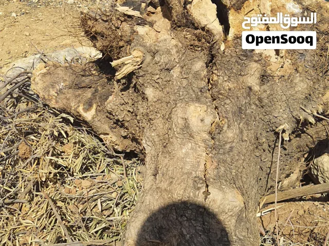 حطب ناشف زيتون