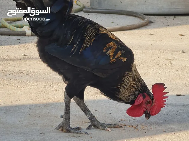 ديج عرب اصلي اسود