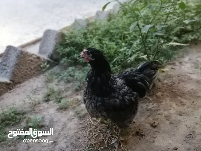 فروج استرلوب دم صافي