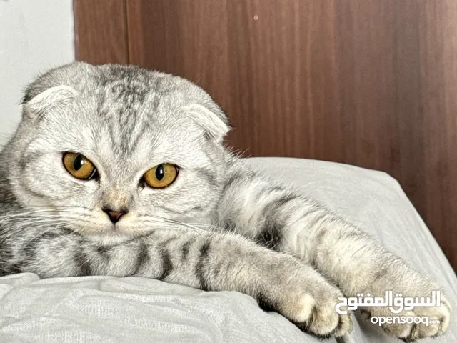 Scottish fold kitten