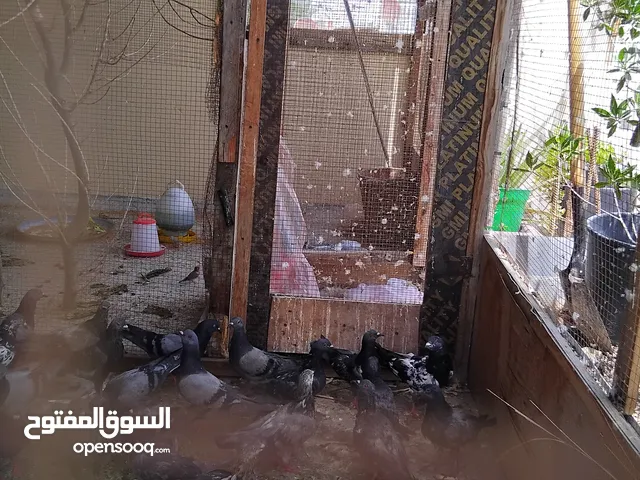 حمام الي البيع 60 حبه
