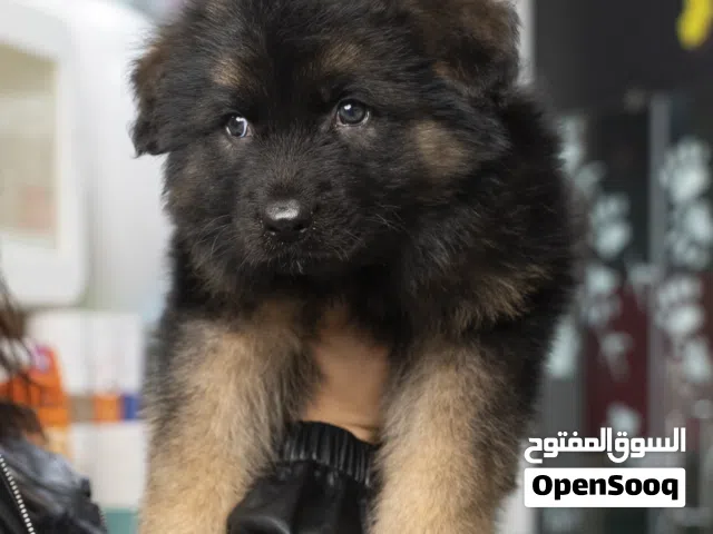 جيرمن شيبرد لونج هير كسحه حجم ضخم صحه ممتاز والتسليم في عياده بيطريه