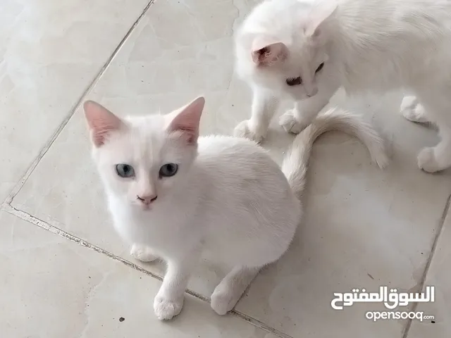 قطه ذكر من فصيلة شيرازي ابيض اللون. خالص لعوب مع الاطفال عمره تقربيا 5. اشهر. بصحة جيده