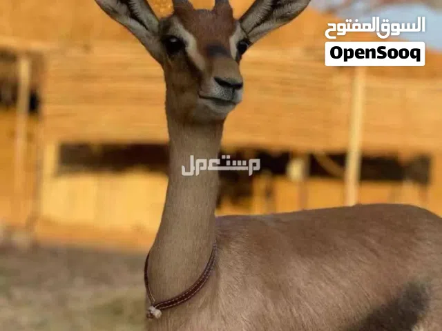 مطلوووب غزلان الديماني زوج اليف او شبه اليف بسعر مناسب